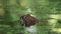 Frog in our natural pond